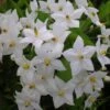 Solanum Jasminoides Album -Jadine Clat Boutique solanum jasminoides album 491544 3