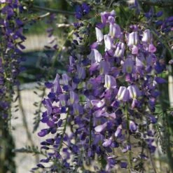 Glycine Du Japon - Wisteria Floribunda Domino Ou Issai