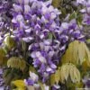 Glycine Grande Diva Nathalie - Wisteria (x) Venusta -Jadine Clat Boutique wisteria nathalie if minier16059 1