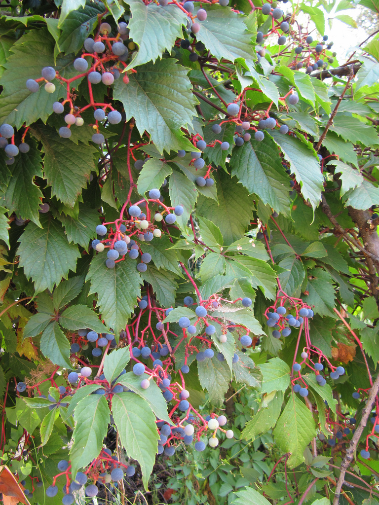 Jadine Clat Boutique -Jadine Clat Boutique Parthenocissus Quinquefolia 1