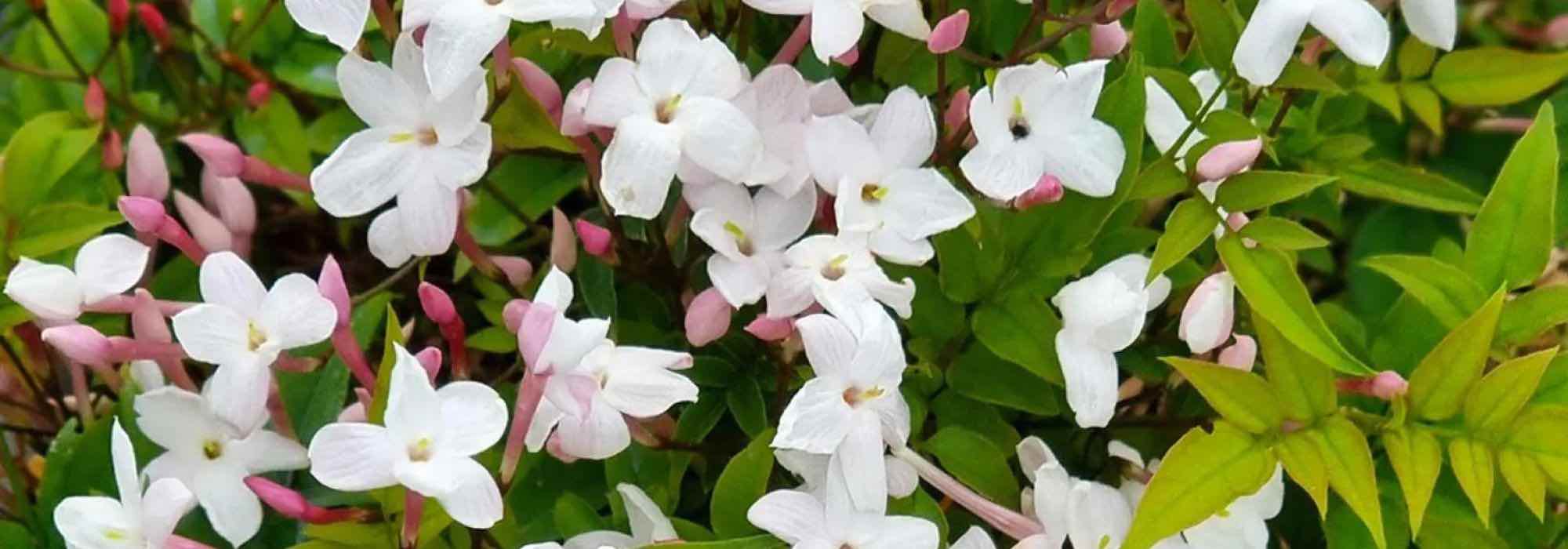 Jadine Clat Boutique -Jadine Clat Boutique grimpantes jardin sec